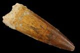 Spinosaurus Tooth - Real Dinosaur Tooth #159221-1